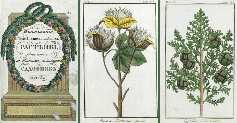 Российская государственная библиотека представила выставку «Ботанические зарисовки»