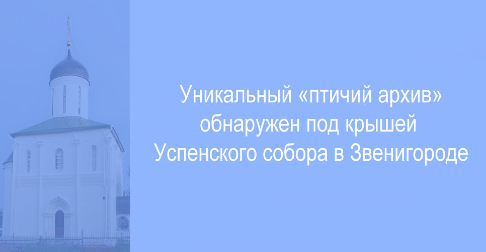 Уникальный «птичий архив» обнаружен под крышей Успенского собора в Звенигороде Уникальный «птичий архив» обнаружен под крышей Успенского собора в Звенигороде